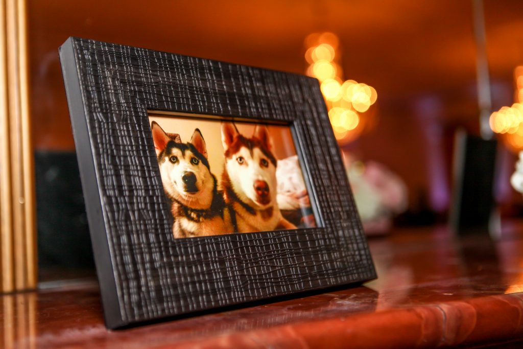 Special wedding personalization with pet photos wedding pets