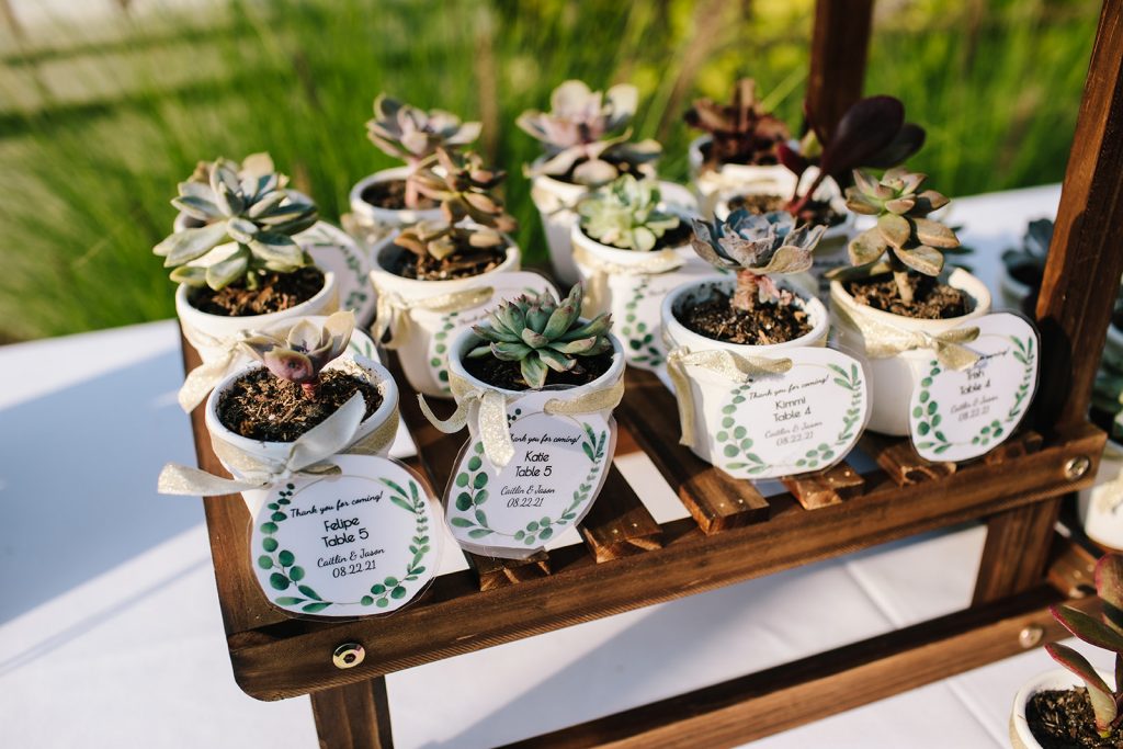 Succulent name cards for the reception.